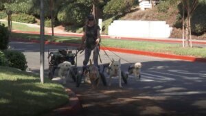 Woman takes in seven dogs with disabilities as therapy dogs