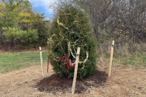 12 08 23 Fairfax Christmas Tree