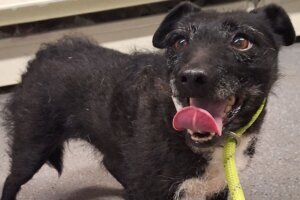 231223140053 rose dog rescued uk