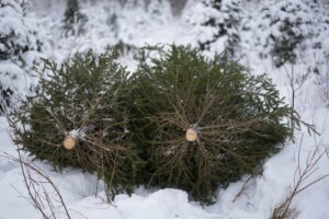 Estonia Christmas Trees Photo Gallery
