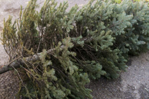 Old Christmas Tree