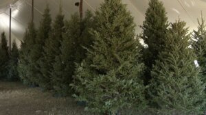 PinellasCountyChristmasTrees