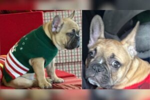 Dax stolen puppy DC