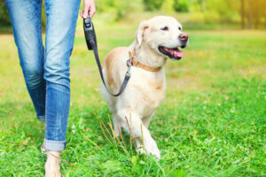 Owner walking with Golden Retriever dog together in park