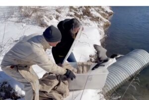 Loon release 2.jpg
