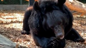 Bear rescued from bombed out Ukrainian zoo gets new home in Scotland