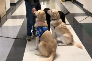 Therapy dogs