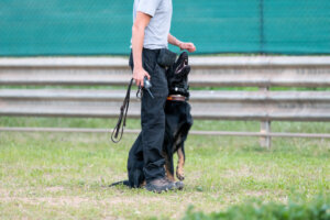Dog training with his owner. German shepherd puppy