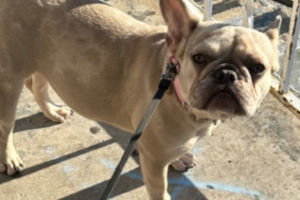 French bulldog