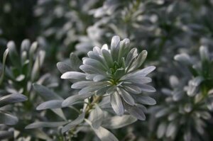 Gardening Desert Groundcovers