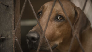 Sad and lonely expression of the ridgeback dog's face close up photograph, dog in a cage looking at the camera through the iron cage fence.