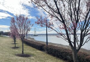 NATLHARBOR cherry blossom