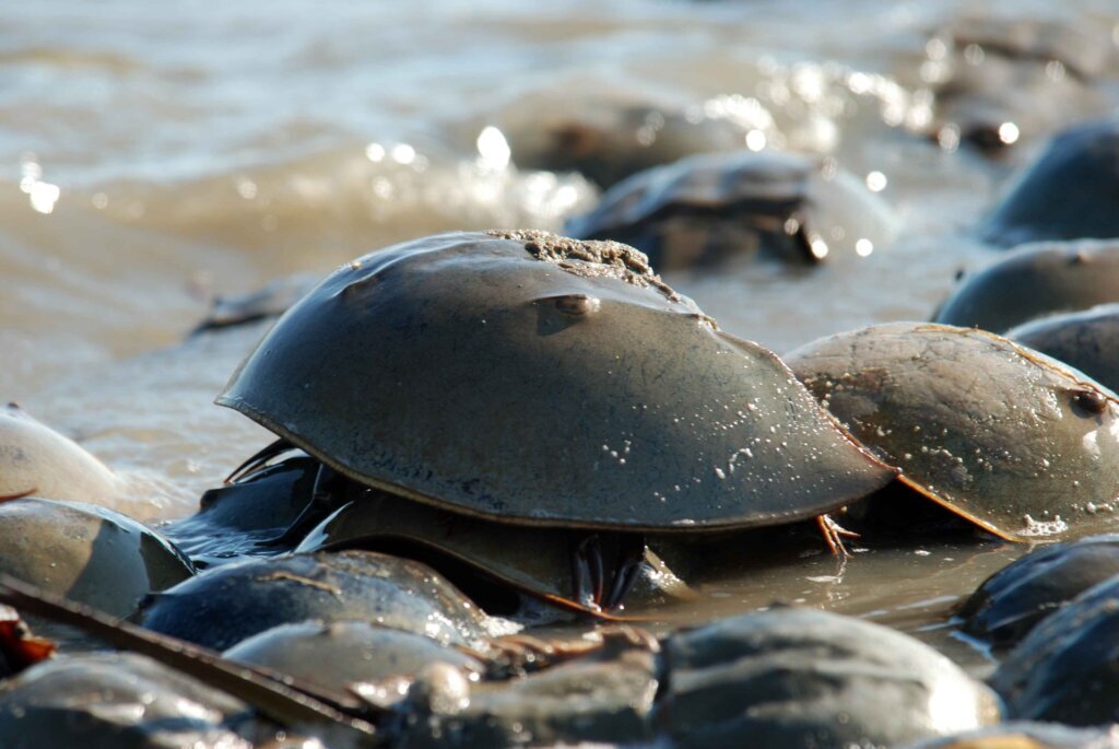 RSGregory Breese USFWS Horseshoe crabs