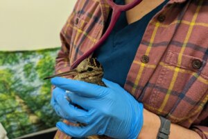 Bird veterinarian