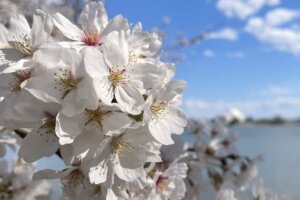 Cherry blossoms reach peak bloom