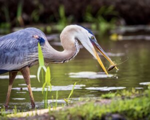 Great Blue Heron