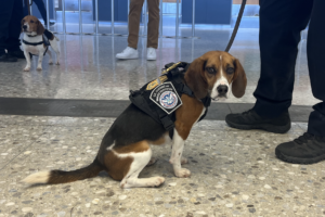 CBP dogs