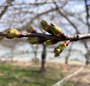 Cherry blossoms have reached florets extended, the 3rd of 6 stages.