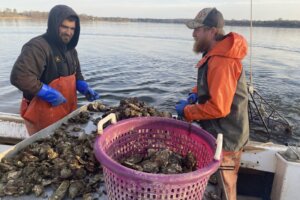 Maryland fisherman oysters