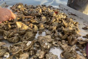 Maryland fisherman oysters