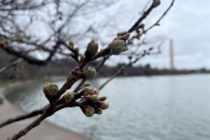 Stage 2 of cherry blossom bloom