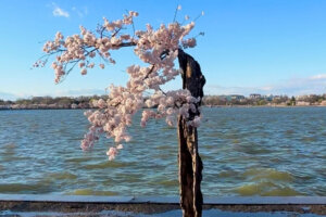 Stumpy, the cherry blossom tree at the Tidal Basin