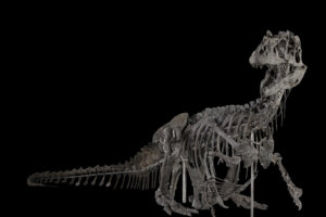 Allosaurus fragilis