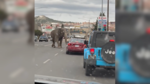 Escaped circus elephant, Viola, stops traffic in Montana city