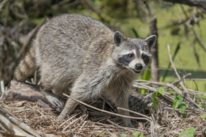 Rabid Raccoon coming out of woods