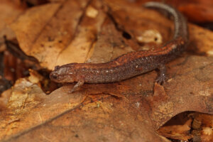 Closeup of a Red backed salamander (Plethodon cinereus) on dried brown leaves
