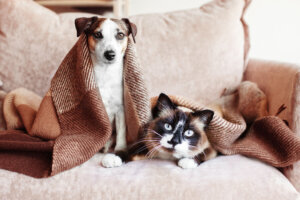 Dog and cat together