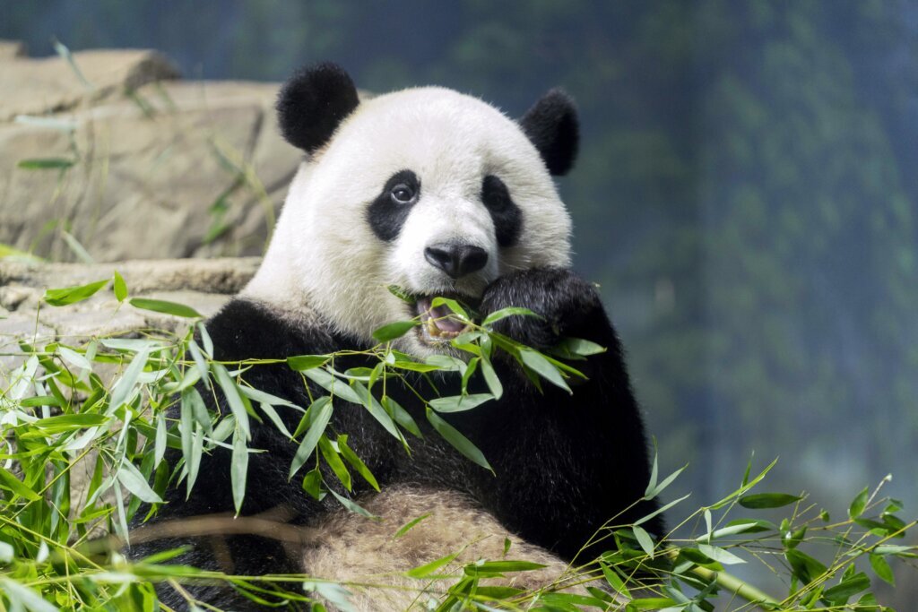Giant Pandas