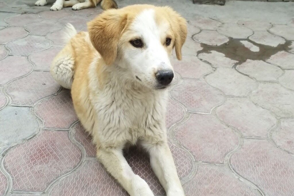 Poppy, a stray dog from Afghanistan