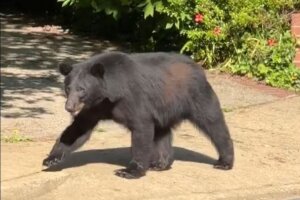 Arlington bear spotted