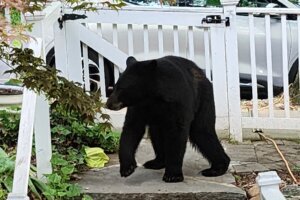 Black bear feat