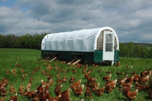 Hens at an egg farm