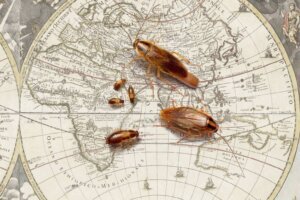 Cockroaches