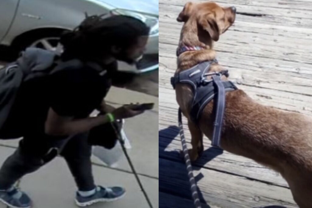 Stolendog