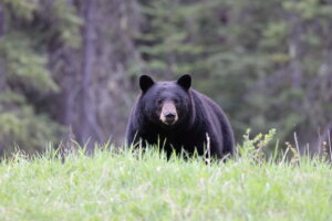 American black bear (Ursus americanus) Jasper National Park Kanada