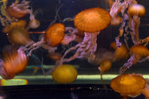 Pacific Sea nettle jellyfish