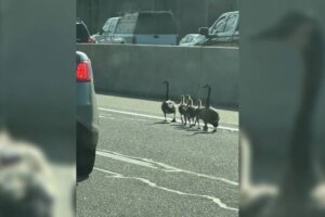 Judy malano geese