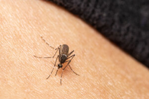 Mosquito on human skin