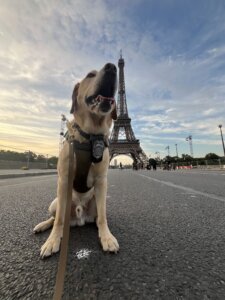 K9 Presley