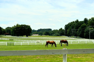 Cloverleaf horses