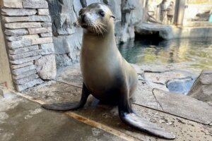 Summer sea lion