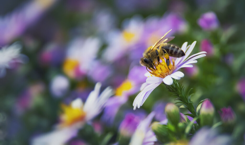 A bee on a flower