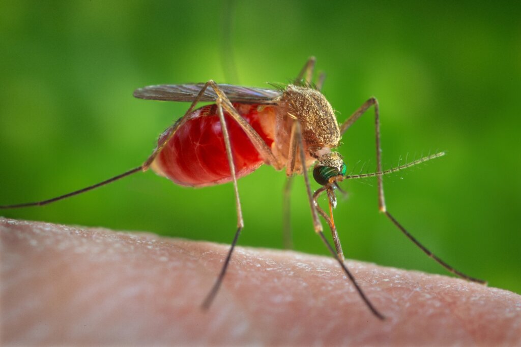 Oropouche Virus
