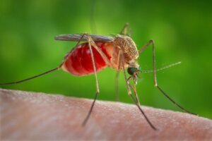 Oropouche Virus