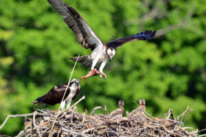 Osprey with fish returning to nest to feed chicks