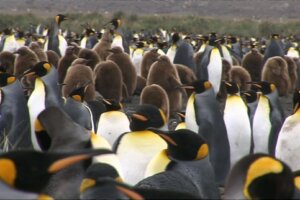 Satellite images show emperor penguins suffered breeding failure